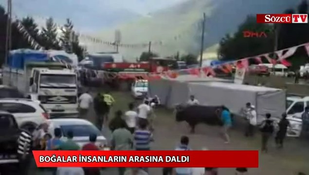 Artvin festivalde boğalar insanların arasına daldı