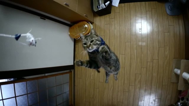 Chat saute très haut en slow motion