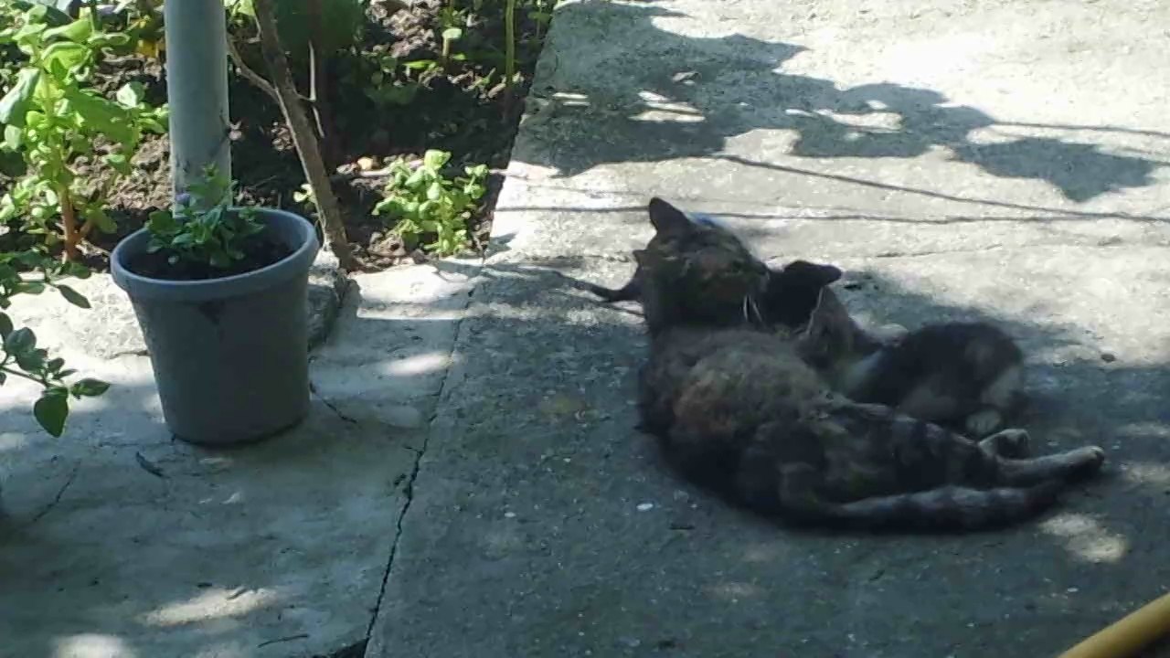 CIMG2041 kedi