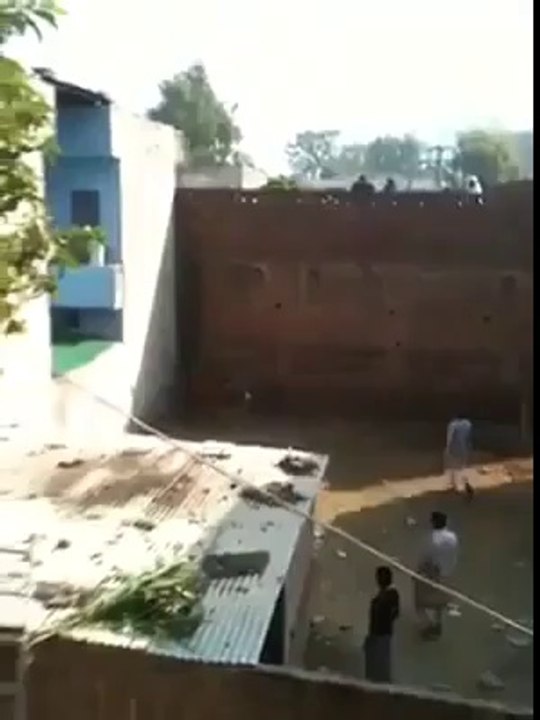 cow attacking