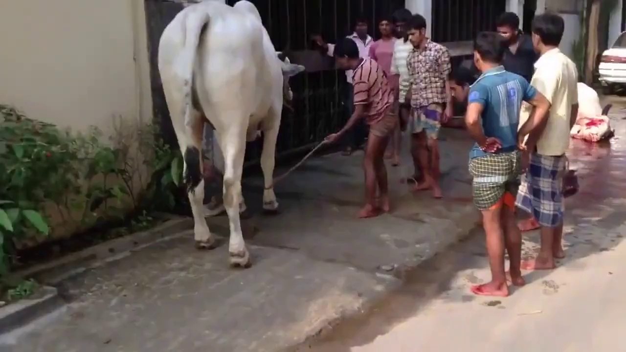 cow hits man