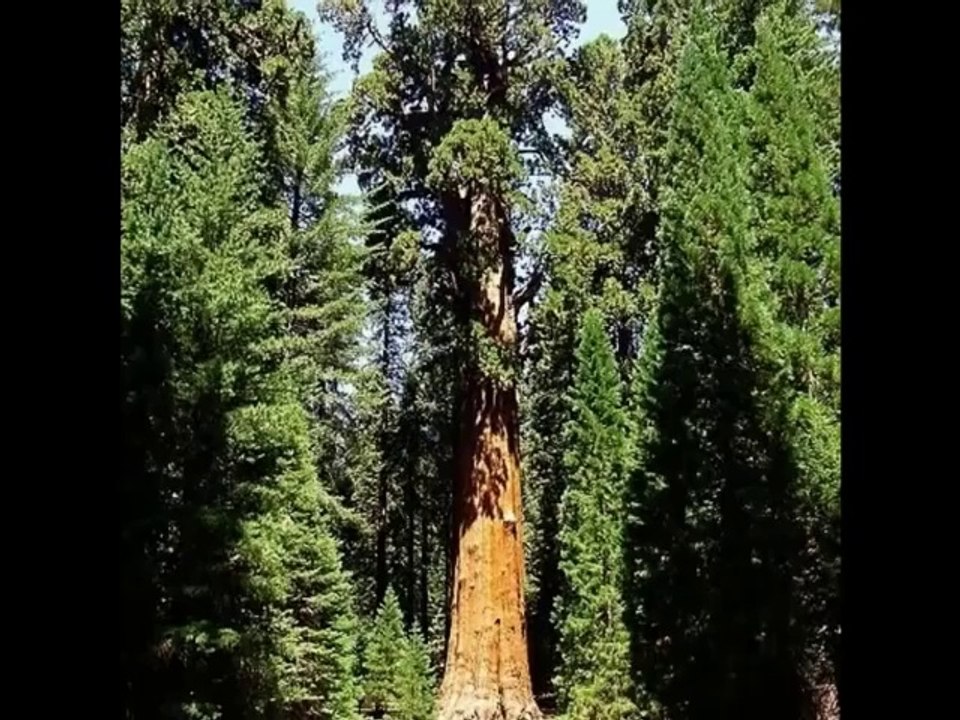 7 Oldest Trees in the World!