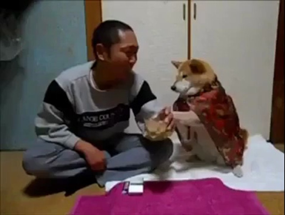 dog amazing