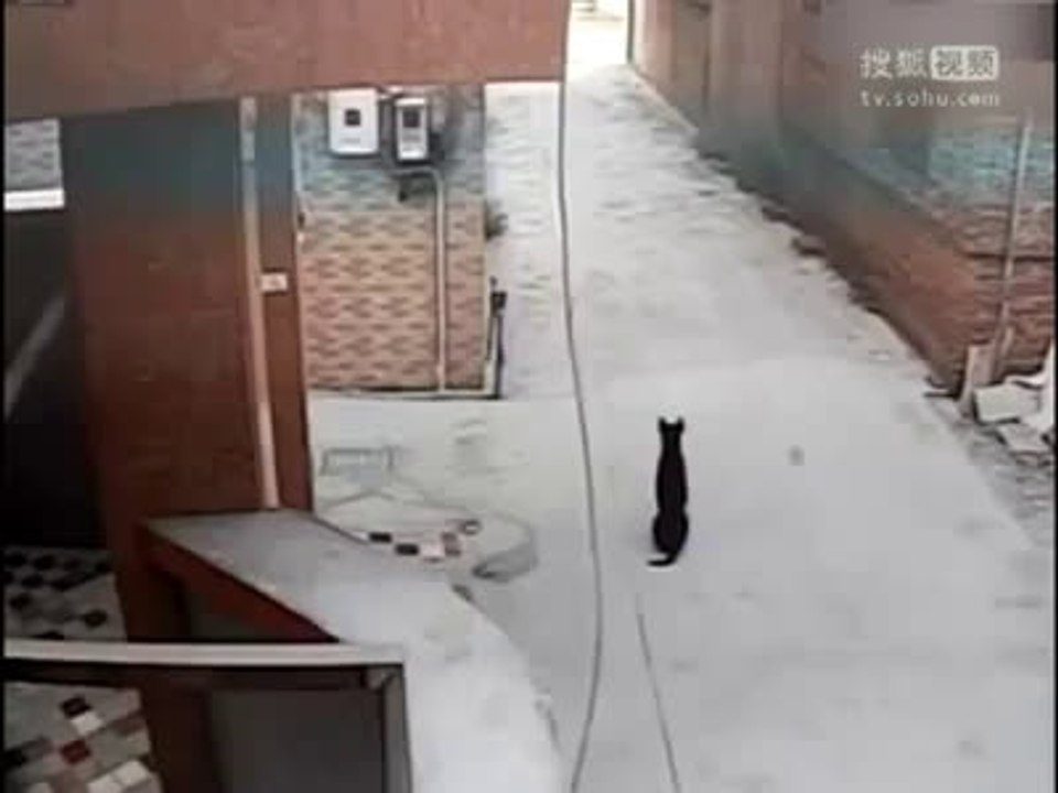 dog theft