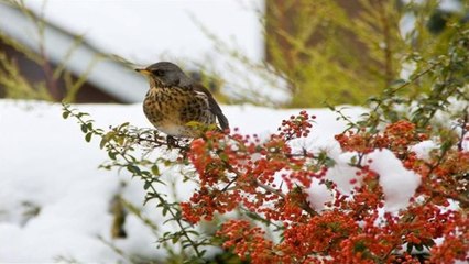 Animaux en Hiver (PP720)