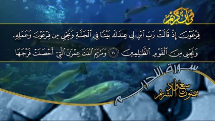 سورة التحريم كاملة بصوت القارئ سعود الشريم