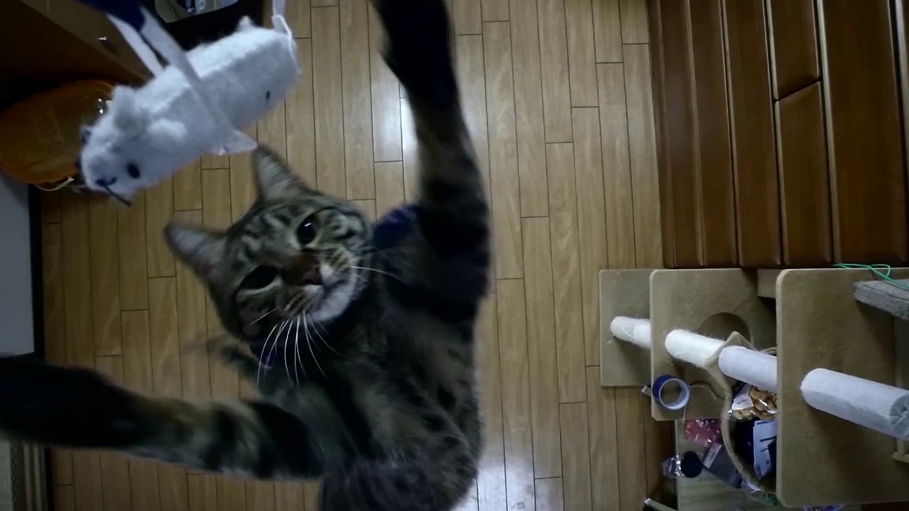 Chat saute très haut en slow motion