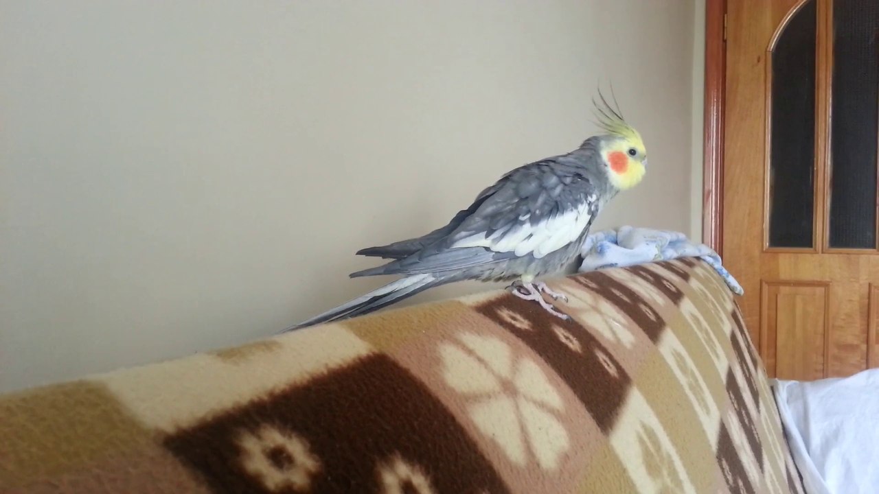 Ceyar
