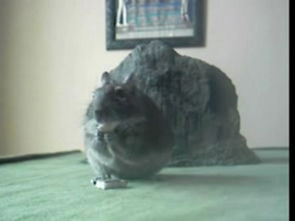 Du rat