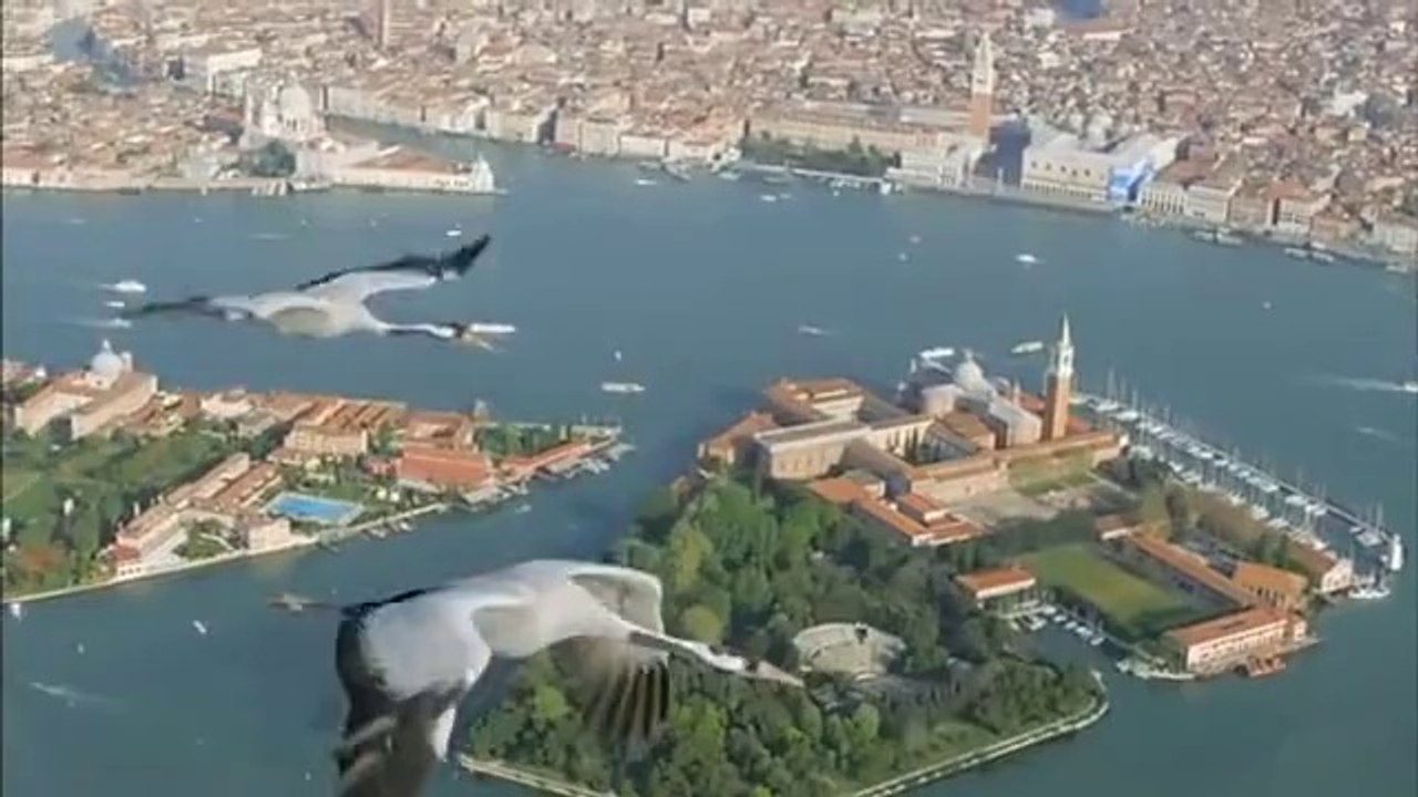 flying bird view