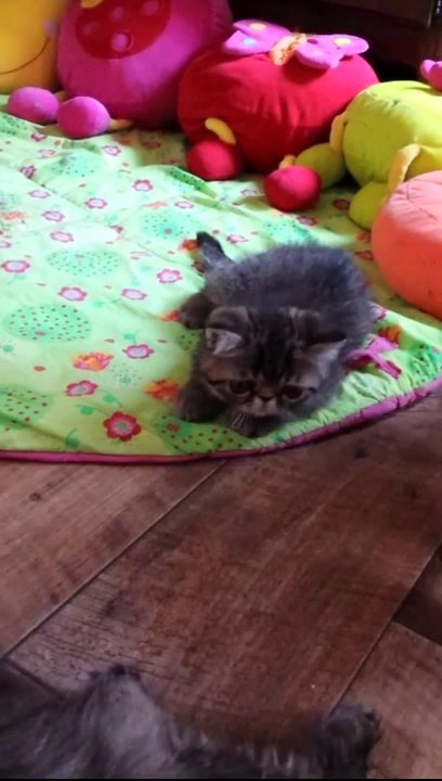 Jambhala petit mâle Exotic Shorthair