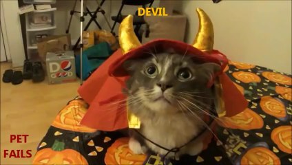 Animals Hate Costumes COMPILATION 2013