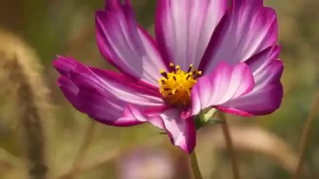 바카라이기는법 ♧ ＷＯＷ７７８．ＣㅇＭ ♧ 바카라 이기는법 동영상