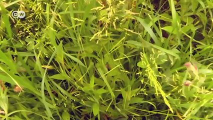 Alemania: salvar a Bambi | Europa semanal