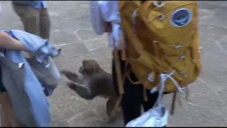 Don't be close to the monkey 离猴子最好远一点