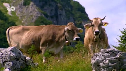 Excursión a los fiordos noruegos | Euromaxx