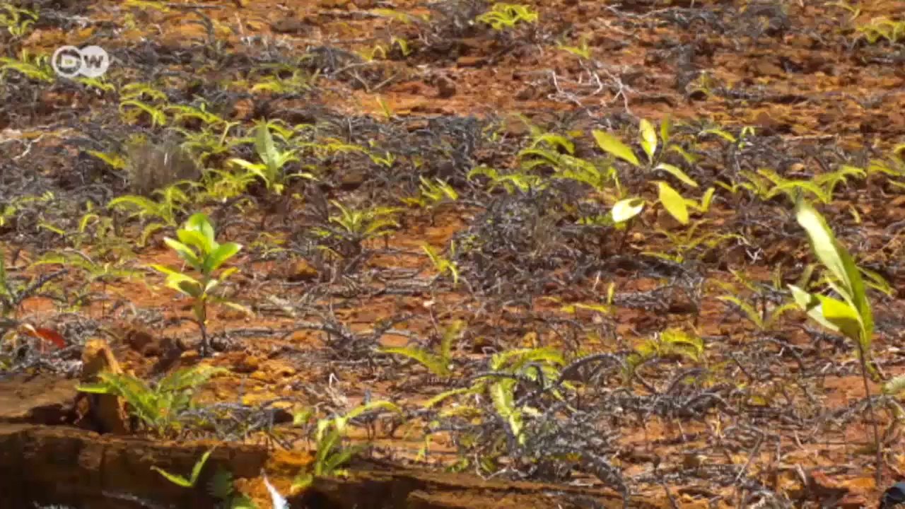 Conservación de la biodiversidad marina de Palaos | versión corta |