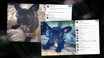 PETA comenta sobre los accesorios del perro de Lady Gaga