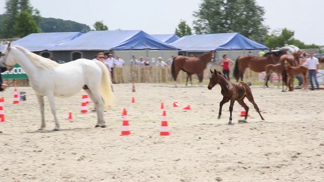 Terre en Fête : salon de l'agriculture du Nord Pas de Calais Télé Gohelle