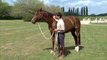 Cheval Pratique - J'éduque mon cheval : Contrôle à distance