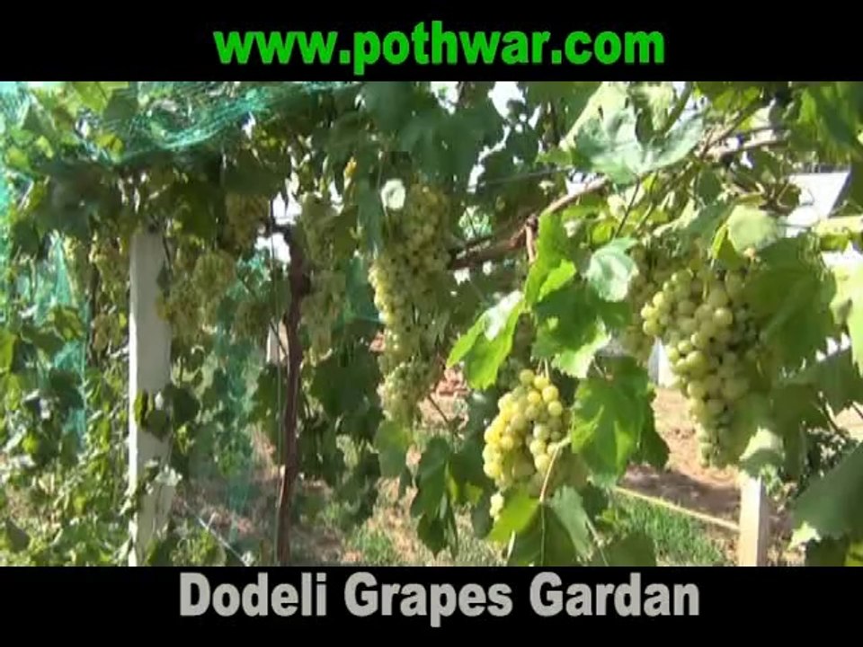 vineyard