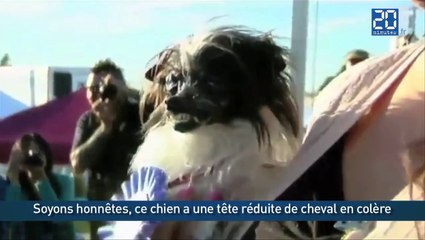 Peanut, le chien le plus moche du monde en 2014