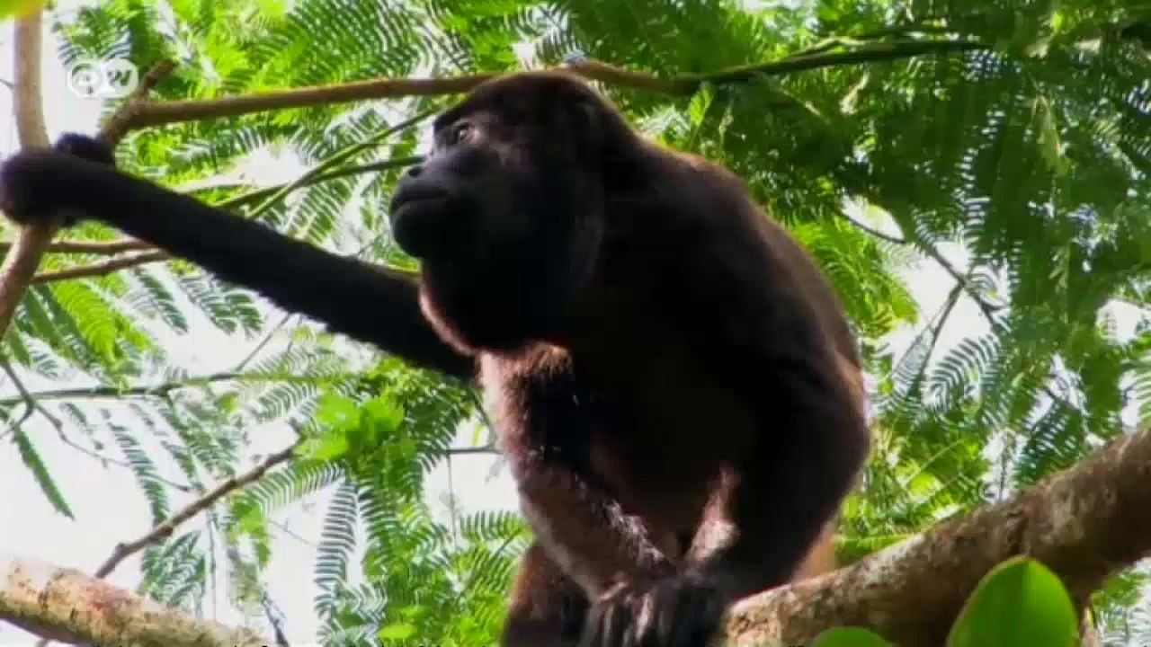 Was ist der Wald wert? | Global 3000