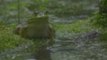 Bullfrogs in Slow-Motion