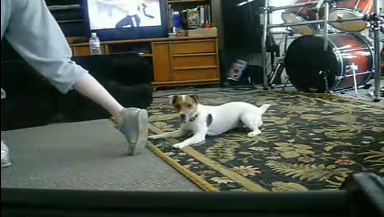 Jack russell dog sticks on man's foot 执着的狗, 超搞笑