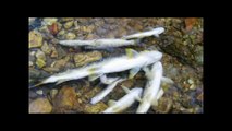 Ecologistas denuncia muerte de peces en río Nora, Asturias