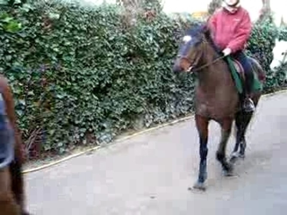 CHBV chevaux