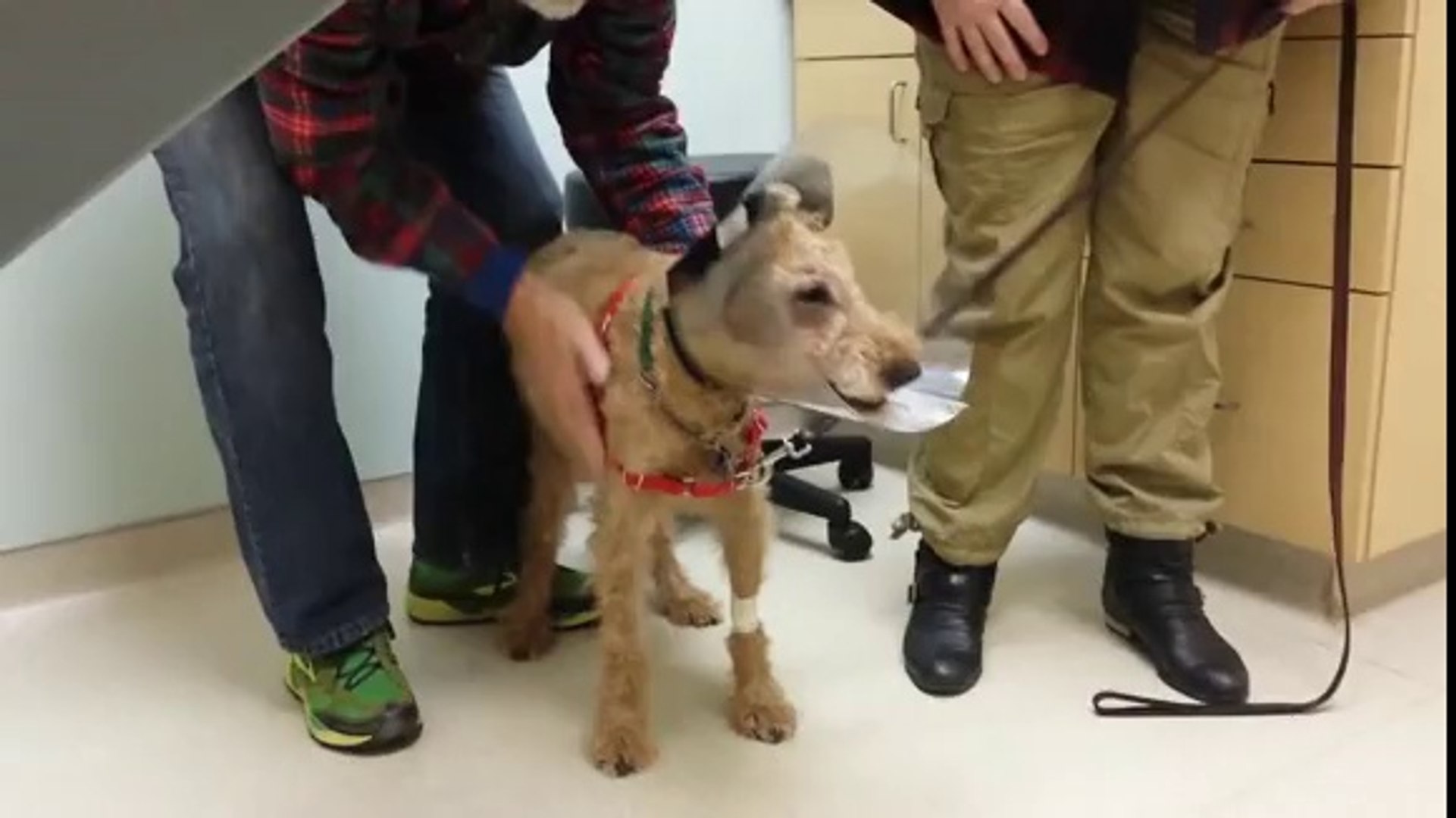 Formerly Blind Dog Sees His Owners For The First Time After Surgery - video  Dailymotion