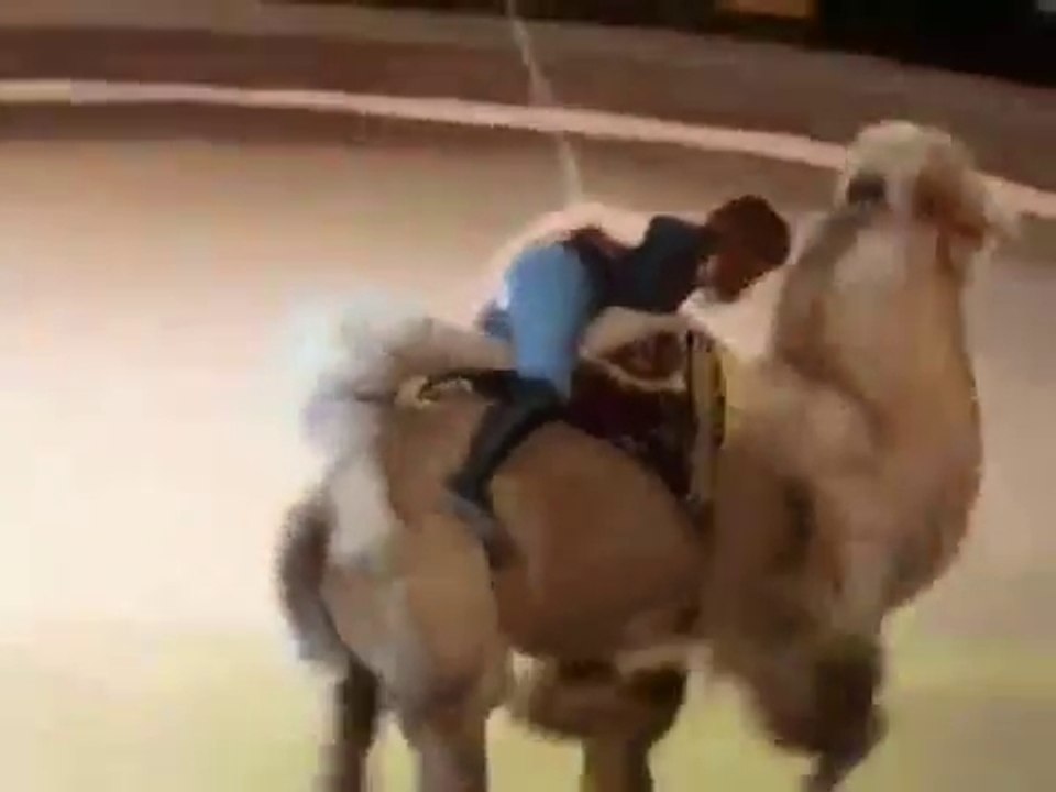 Cirque : Une femme déchire son pantalon en montant sur un chameau incontrôlable