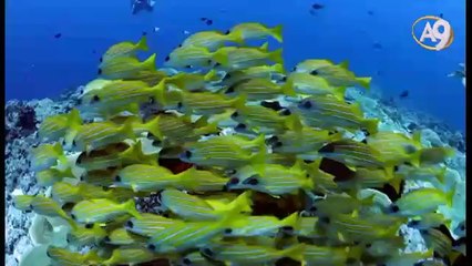 Bilim Yolunda - 8 - Balıklar