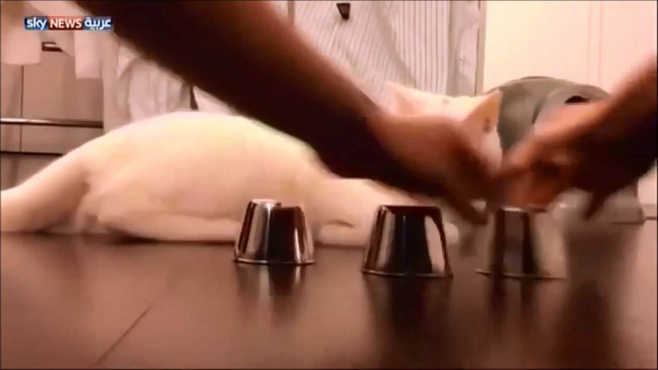 Ce chat est un pro du bonneteau