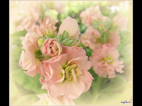 BİR AVUÇ GÖZYAŞI ferdi tayfur albümü