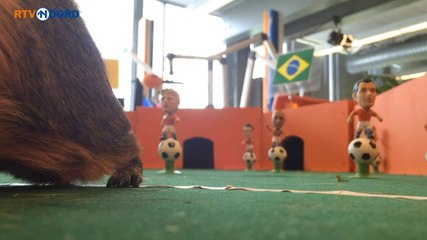 Sikko voorspelt: Winst voor Brazilie - RTV Noord