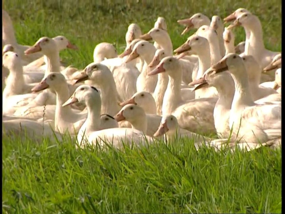 Canard Soulard - Notre savoir-faire : la production de canards, entre tradition et modernité
