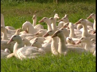 Canard Soulard - Le choix de l'excellence en France et à l'international