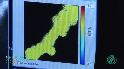 Legal Graphicworks Max Planck Institute Florida