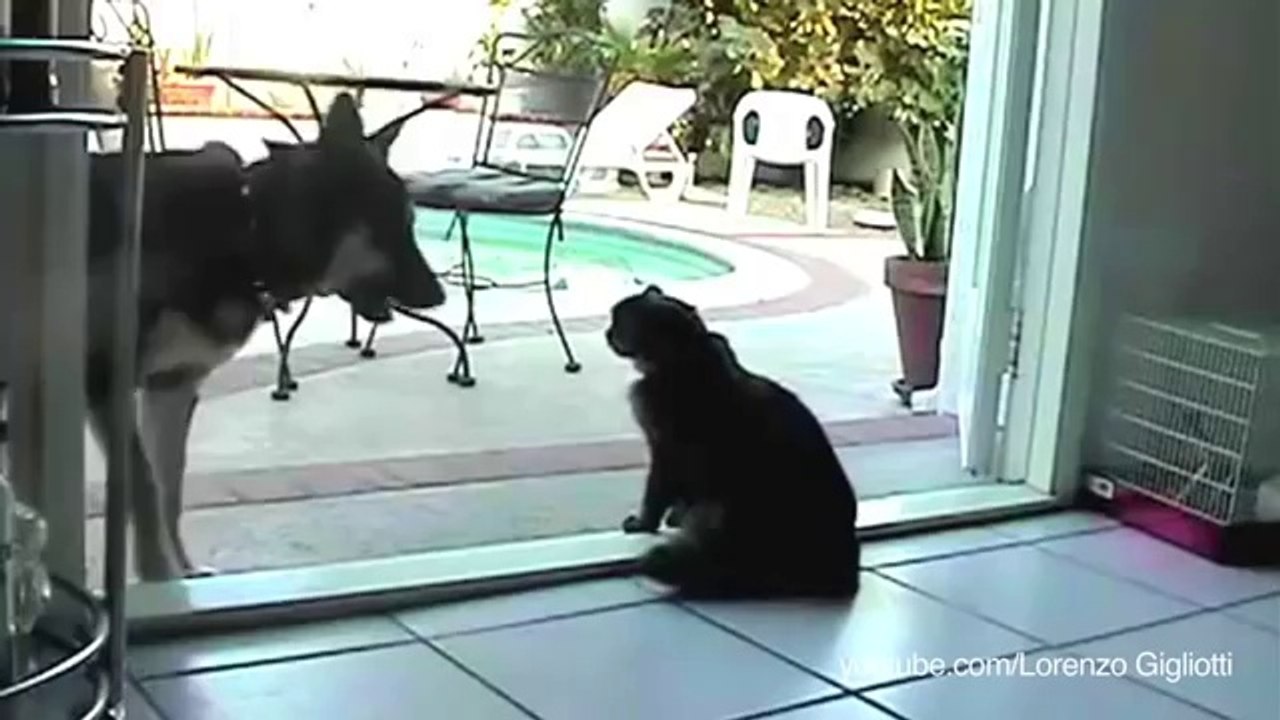 On dit chien de garde ou chat de garde ?