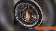 California Firefighters Rescue Puppy Stuck in The Middle of a Wheel