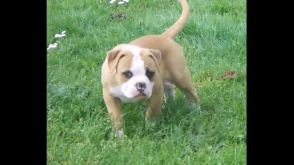 American bulldog