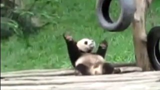 Panda disco 国宝大熊猫的迪斯科