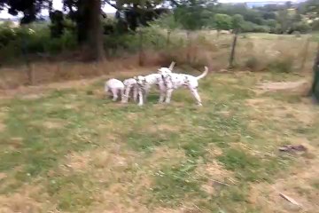 vidéo chiots de cally et de dyva 2014
