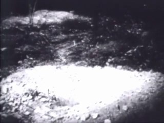 BEHAVIOR OF WILD NORWAY RATS