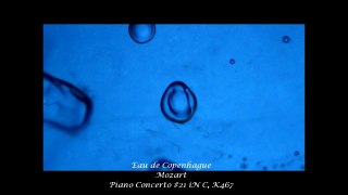 Observation de l'eau au microscope optique en écoutant de la musique