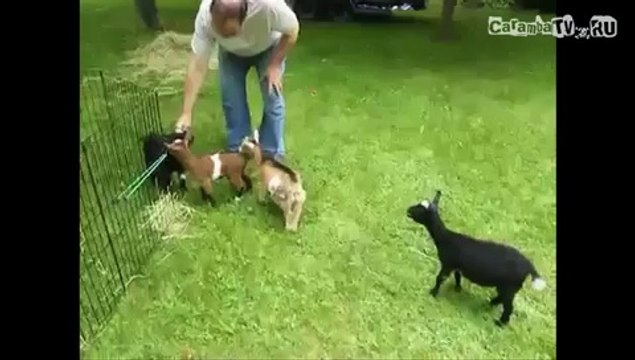 +100500 Эпизод №116 - Заряженный Козленок