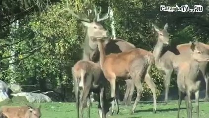 +100500 Эпизод №124 - Вдул