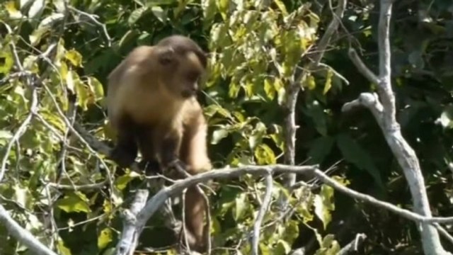 World Cup visitors answer call of the wild in Brazil's Pantanal wetlands.